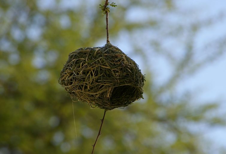 649 Namibia Okt 2006 Maskenwebervogelnest.JPG
